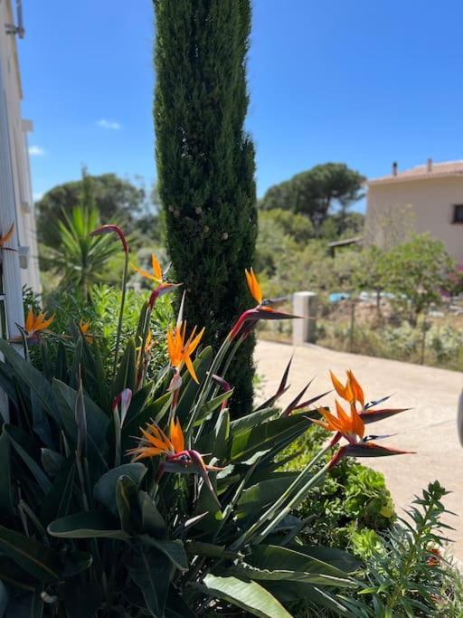 Holiday home Livia Porticcio Piscine 500m *